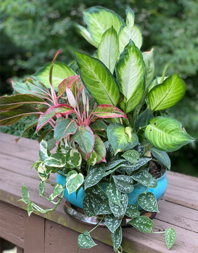 Outdoor Plants - Kadiyam Nursery